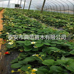 五月香草莓苗基地 融合生態(tài)理念，引領(lǐng)草莓產(chǎn)業(yè)發(fā)展